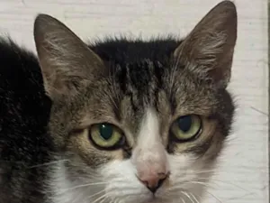 Gato raça SRD-ViraLata idade 1 ano nome Sem nome