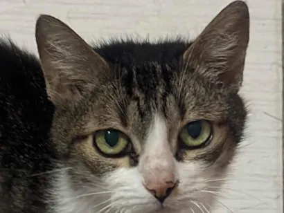Gato raça SRD-ViraLata idade 1 ano nome Sem nome