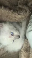 Mingau 