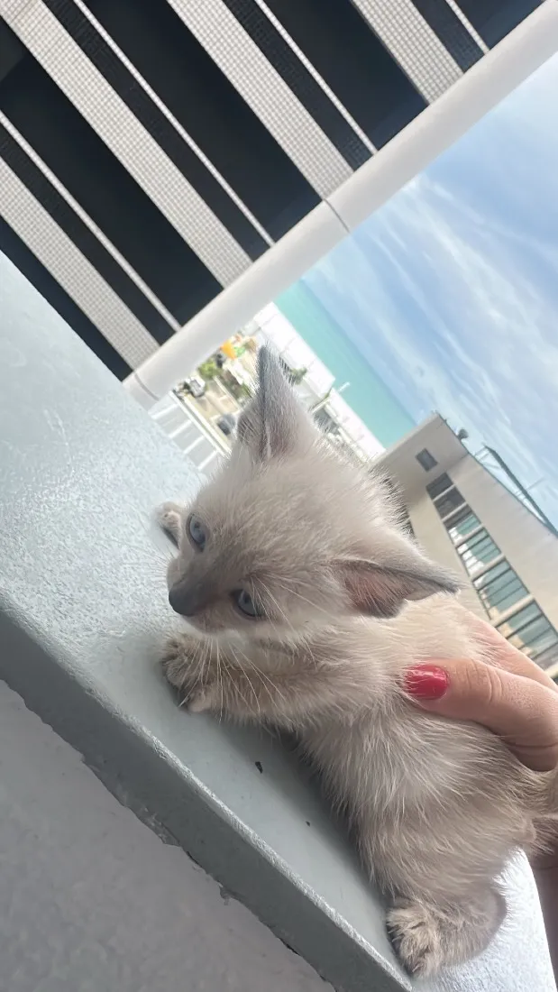 Gato raça SRD-ViraLata idade Abaixo de 2 meses nome Mingau 