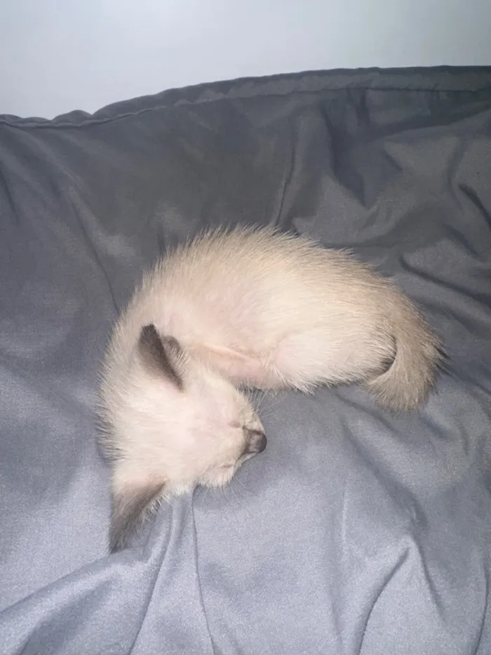 Gato raça SRD-ViraLata idade Abaixo de 2 meses nome Mingau 