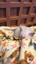 Mingau 