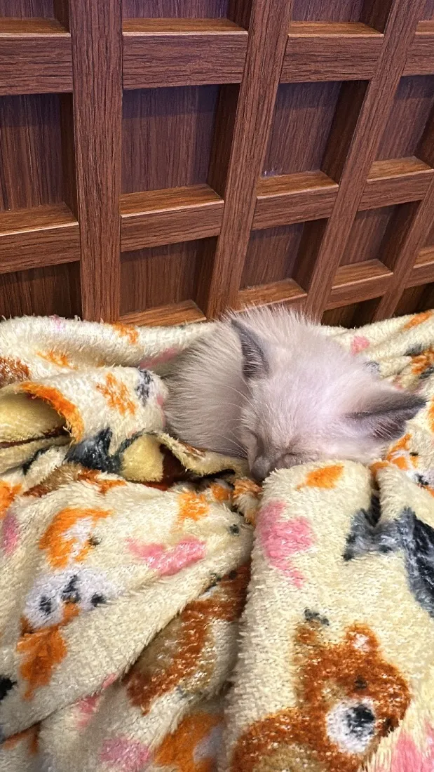 Gato raça SRD-ViraLata idade Abaixo de 2 meses nome Mingau 
