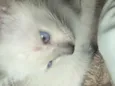 Mingau 