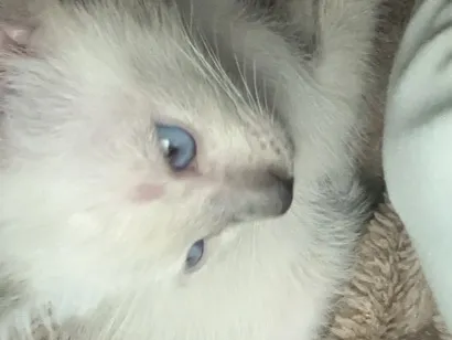 Gato raça SRD-ViraLata idade Abaixo de 2 meses nome Mingau 