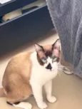 Manchinha 