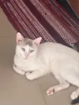 Floquinho 