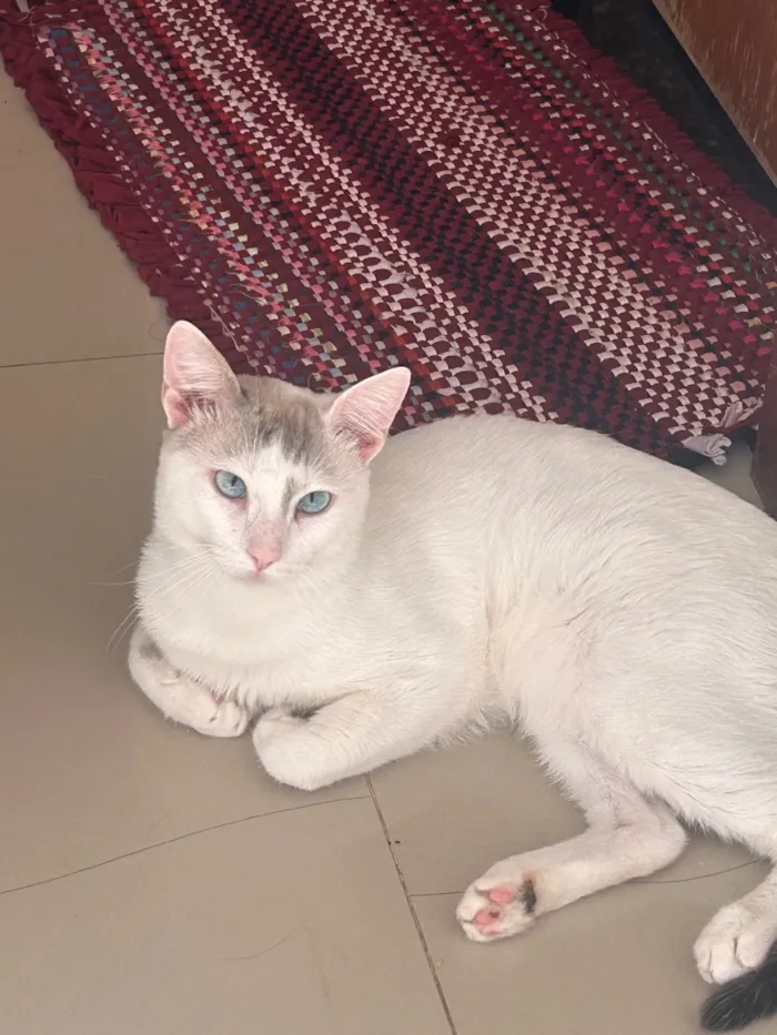 Gato raça SRD-ViraLata idade 7 a 11 meses nome Floquinho 