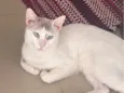 Floquinho 
