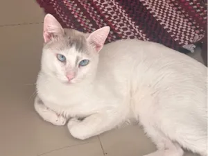 Gato raça SRD-ViraLata idade 7 a 11 meses nome Floquinho 