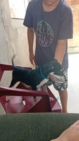 Cachorro raça De raça  idade 2 a 6 meses nome Pedrinho 