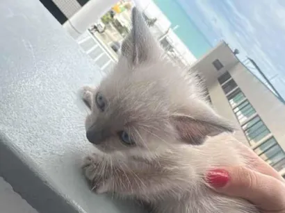 Gato raça SRD-ViraLata idade Abaixo de 2 meses nome Mingau 