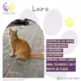Loiro