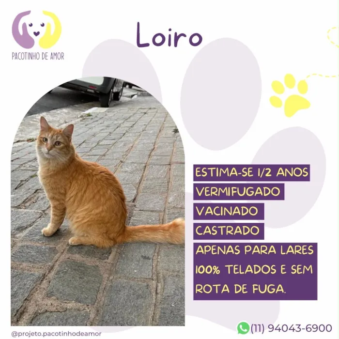 Gato raça SRD-ViraLata idade 1 ano nome Loiro