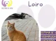 Loiro