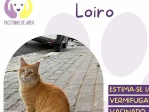 Gato raça SRD-ViraLata idade 1 ano nome Loiro