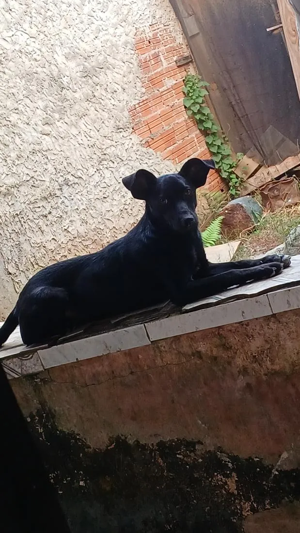 Cachorro raça SRD-ViraLata idade 1 ano nome bob