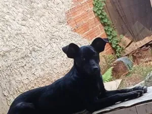 Cachorro raça SRD-ViraLata idade 1 ano nome bob