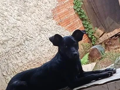 Cachorro raça SRD-ViraLata idade 1 ano nome bob