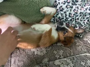 Cachorro raça SRD-ViraLata idade 2 a 6 meses nome Luna