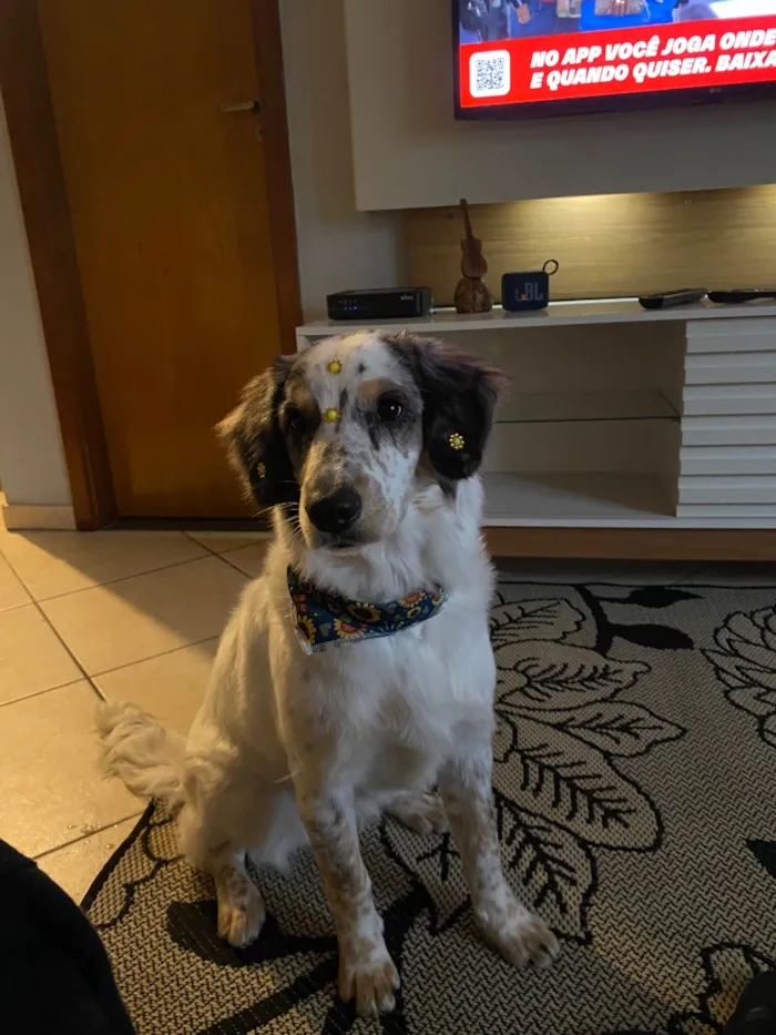 Cachorro raça SRD-ViraLata idade 7 a 11 meses nome Nala