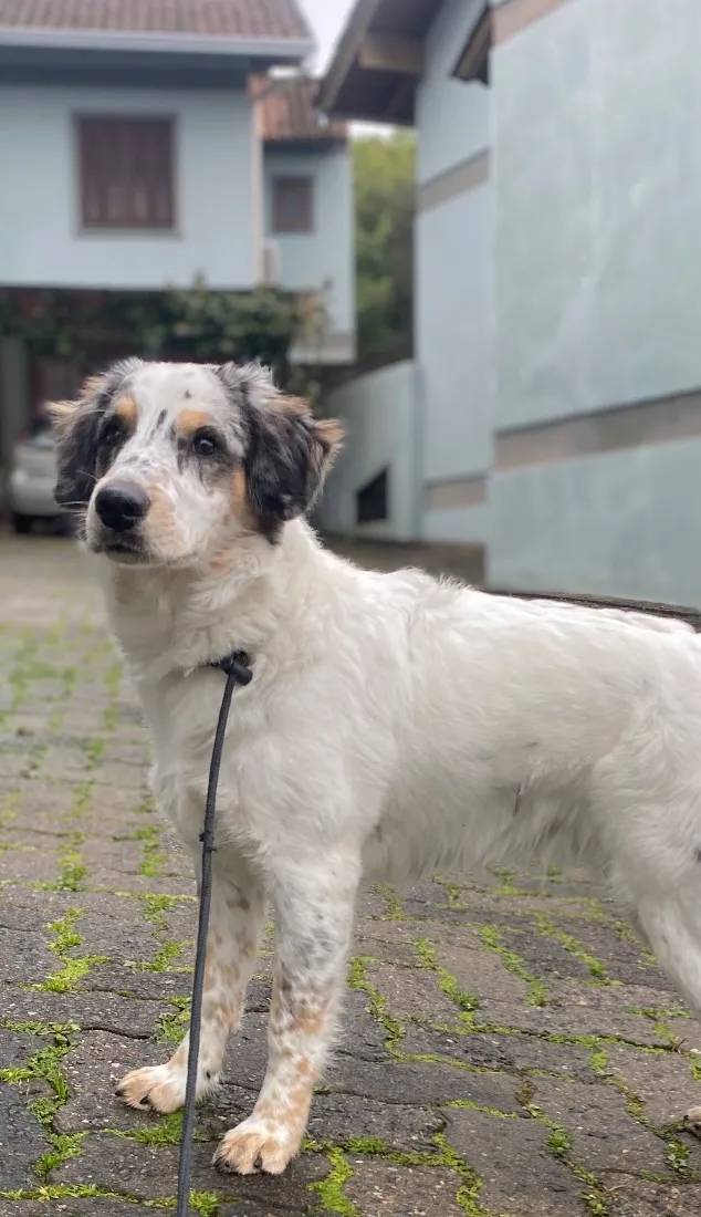 Cachorro raça SRD-ViraLata idade 7 a 11 meses nome Nala
