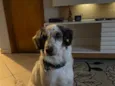 Nala