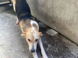 Cachorro raça SRD-ViraLata idade 1 ano nome Meghan