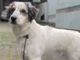 Nala