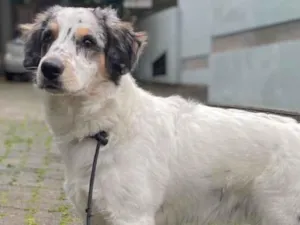 Cachorro raça SRD-ViraLata idade 7 a 11 meses nome Nala