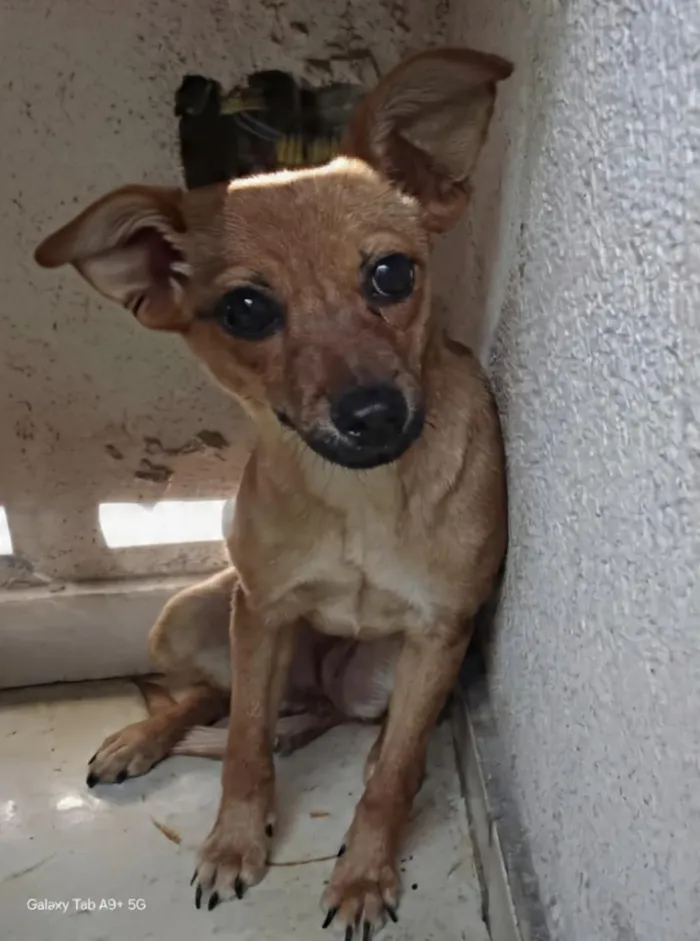 Cachorro raça SRD-ViraLata idade 7 a 11 meses nome Nina