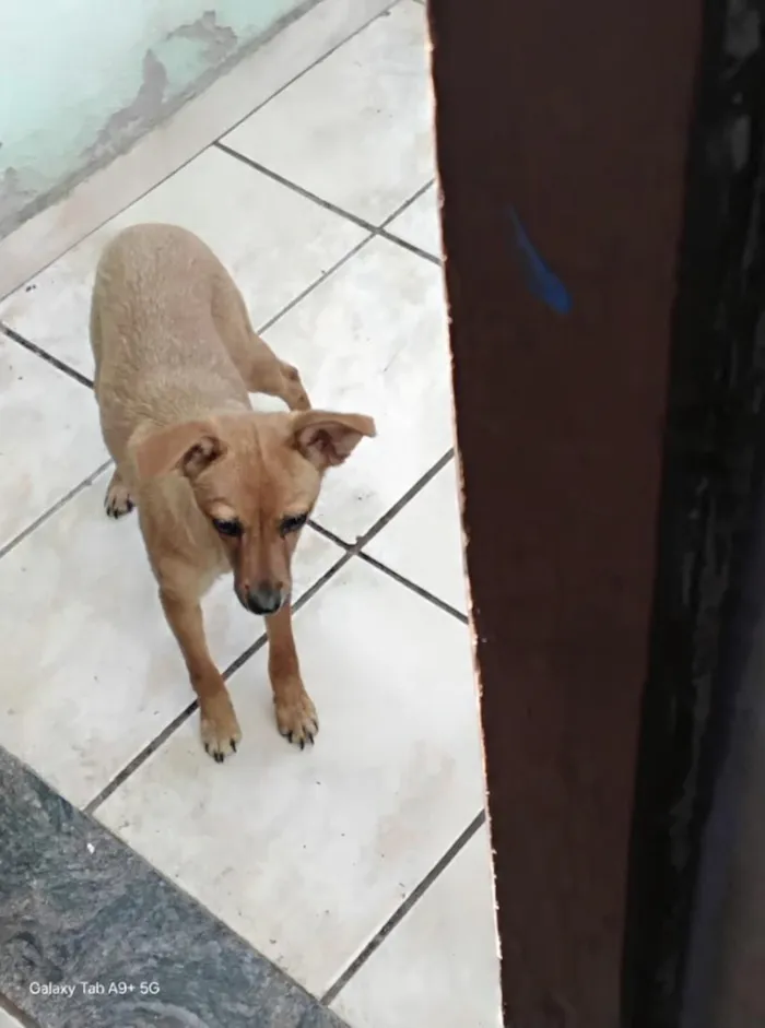 Cachorro raça SRD-ViraLata idade 7 a 11 meses nome Nina