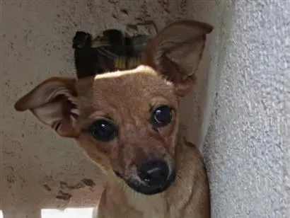 Cachorro raça SRD-ViraLata idade 7 a 11 meses nome Nina