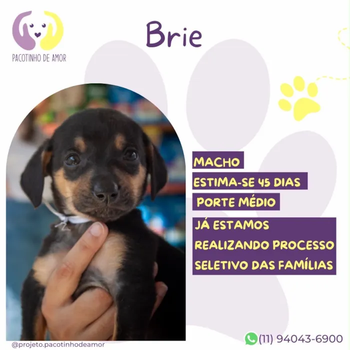 Cachorro raça SRD-ViraLata idade 2 a 6 meses nome Brie