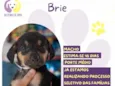 Brie