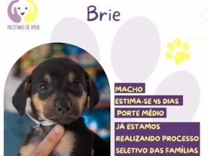 Cachorro raça SRD-ViraLata idade 2 a 6 meses nome Brie