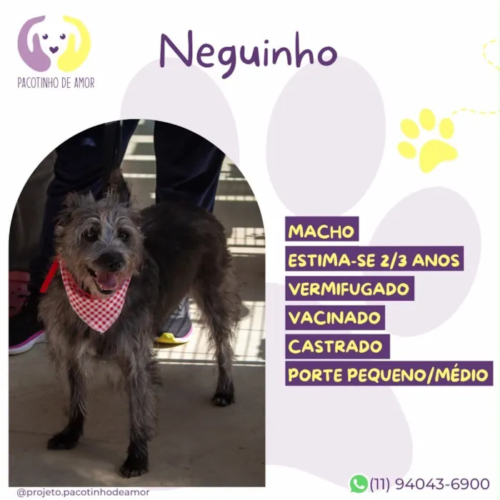 Cachorro raça SRD-ViraLata idade 2 a 6 meses nome Neguinho