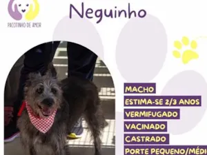 Cachorro raça SRD-ViraLata idade 2 a 6 meses nome Neguinho