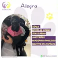 Allegra