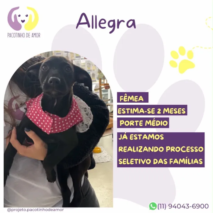 Cachorro raça SRD-ViraLata idade 2 a 6 meses nome Allegra