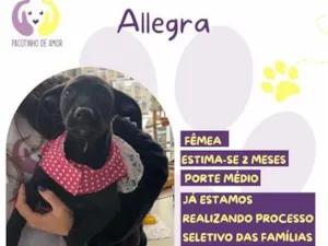 Cachorro raça SRD-ViraLata idade 2 a 6 meses nome Allegra