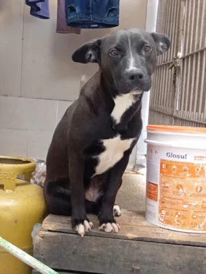 Cachorro raça SRD-ViraLata idade 7 a 11 meses nome preta 