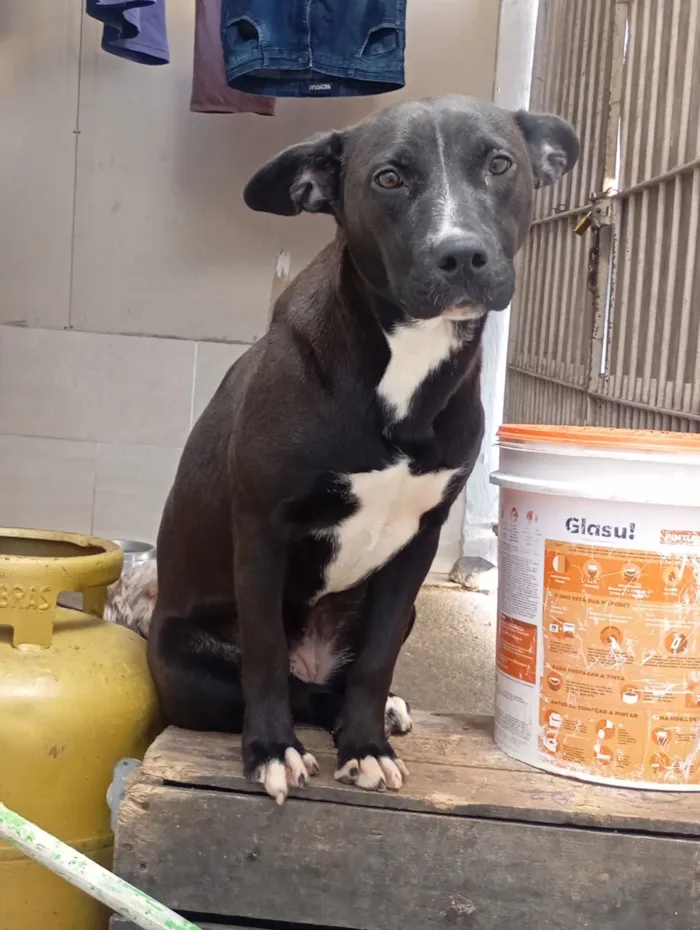 Cachorro raça SRD-ViraLata idade 7 a 11 meses nome preta 