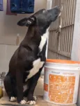 preta 