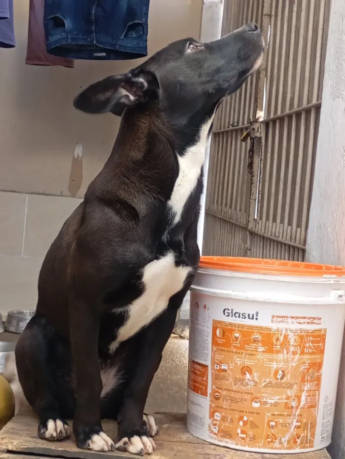 Cachorro raça SRD-ViraLata idade 7 a 11 meses nome preta 