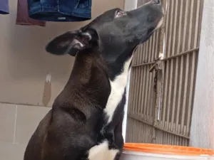 Cachorro raça SRD-ViraLata idade 7 a 11 meses nome preta 