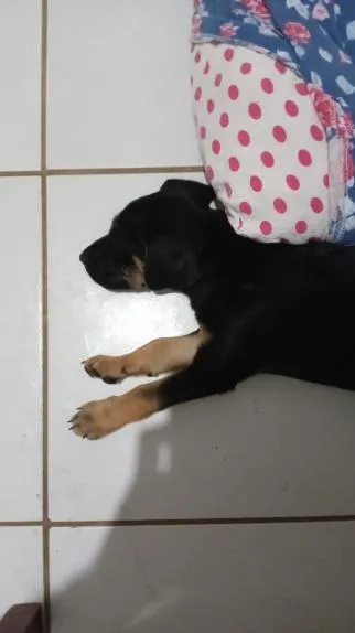 Cachorro raça SRD-ViraLata idade 7 a 11 meses nome Charles