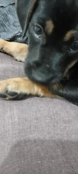Cachorro raça SRD-ViraLata idade 7 a 11 meses nome Charles