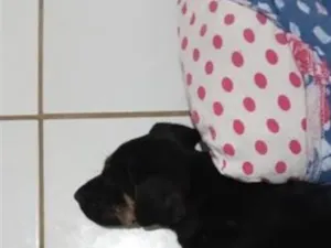 Cachorro raça SRD-ViraLata idade 7 a 11 meses nome Charles