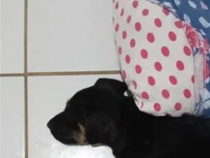 Cachorro raça SRD-ViraLata idade 7 a 11 meses nome Charles